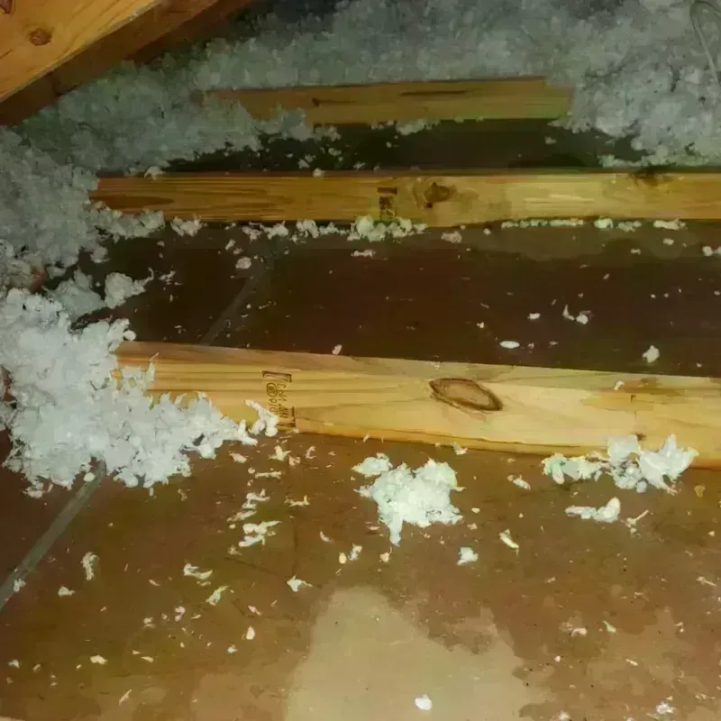 Attic Water Damage in Heathrow, FL